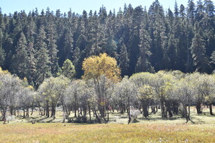 山林间的多彩树木景观