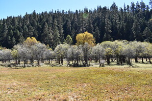 山林草地间的多彩树木