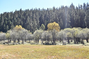 山林草地秋日美景