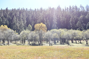 秋日山林草地美丽风光