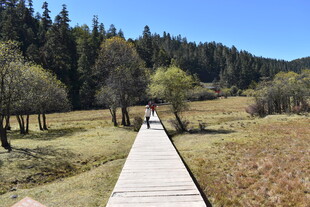 漫步林间木栈道