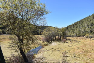 山间溪流旁的静谧自然景
