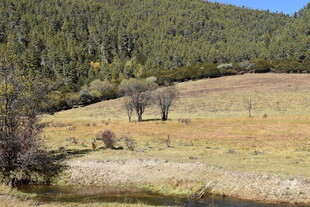 山间开阔草地与稀疏树木