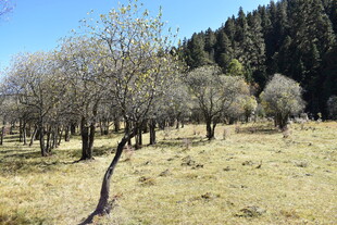 山间稀疏树木的开阔草地