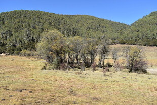山间草地树木风景图