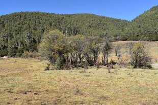 山野荒草地景观
