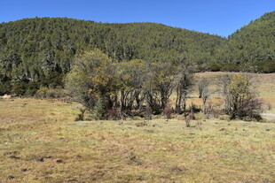 山野间稀疏树木风景图