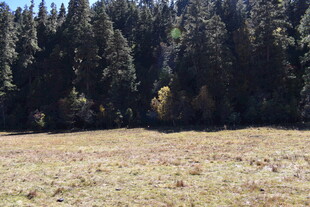 山林边的开阔草地