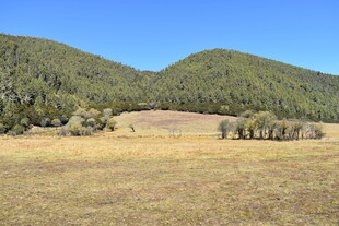 山间开阔草地风景