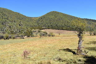 山间旷野孤树风景图
