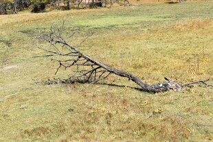 荒野中倒伏的枯树枝