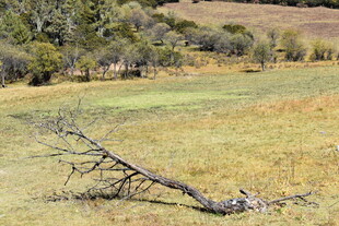 荒野中倾倒的枯树