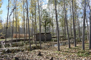 秋日林间小屋风景
