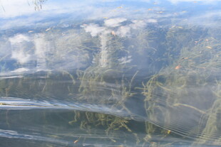 水面下的水草景观