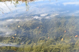 清澈水域中的水生植物