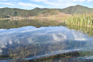 湖畔湿地风光 水草映远山