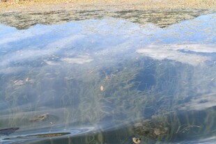 清澈水面下的山林倒影