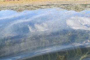 清澈水面下的朦胧景象