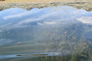 水面倒影下的朦胧景致