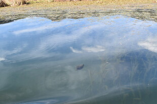冰面下的神秘景象