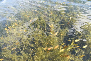 水下水草与游动小鱼