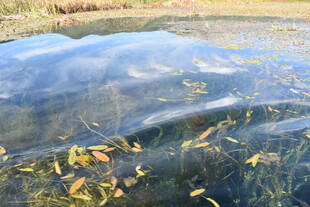 池塘中灵动的黄色小鱼群