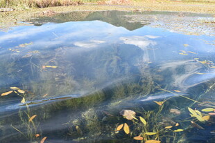 清澈湖面倒映多彩植物