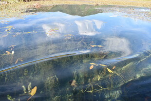 冰面下游动的金色小鱼