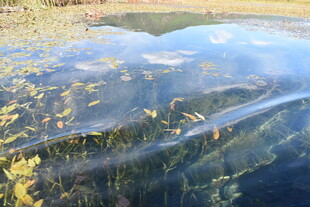清澈湖水下的多彩植物景观