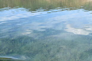 清澈水面下的水草景观