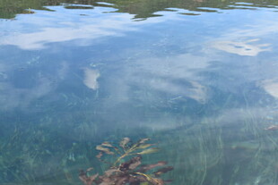 清澈水底的植物倒影