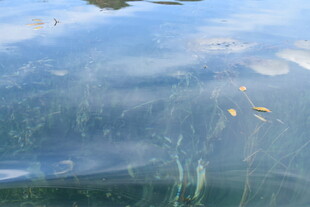 水中游动的多彩小鱼