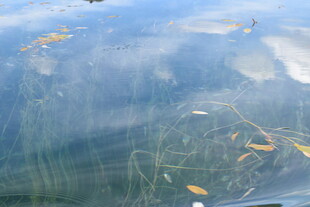 清澈水中漂浮的黄叶