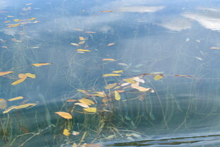 水中漂浮的金黄树叶