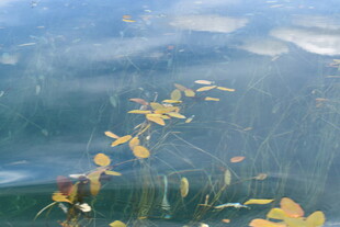 水下漂浮的黄色植物叶片