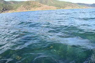 波光粼粼的辽阔蓝色水域