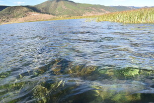 清澈湖水 隐约可见水底景象
