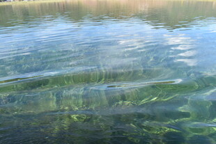 清澈湖水下的水草景观