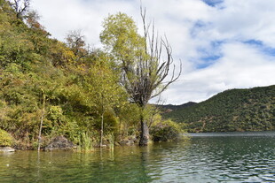 湖畔葱郁树木与清澈湖水