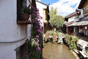 古巷小溪边的烂漫花景