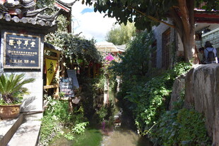 古雅小巷中的绿植景致