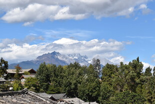 雪山下的葱郁森林景观