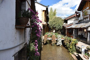 江南水乡小巷的静谧景致