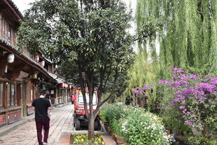 古巷繁花间的悠闲漫步