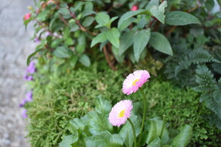 草丛中的双色娇艳小花