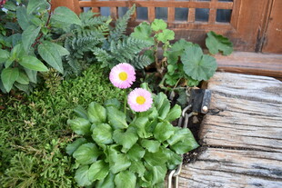 木阶旁绽放的清新小花