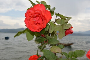 湖畔娇艳红玫瑰
