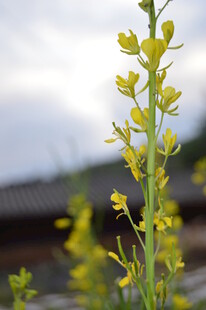 一枝绽放的黄色小花