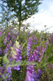 紫色花海中的繁茂羽扇豆