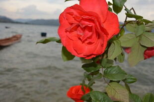 海边绽放的娇艳红玫瑰